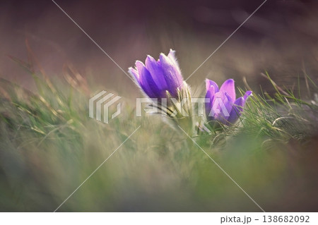 Spring flower. Nature with meadow and sunset. Seasonal concept for springtime. Beautifully blossoming pasque flower and sun with a natural colored background. (Pulsatilla grandis) Spring flower. Nature with meadow and sunset. Seasonal concept for springtime. Beautifully blossoming pasque flower and sun with a natural colored background. (Pulsatilla grandis) 138682092
