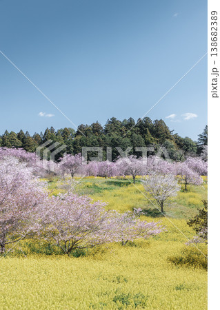 栃木県益子町 小宅古墳群の桜と菜の花と青空 余白のある春の縦構図 栃木県益子町 小宅古墳群の桜と菜の花と青空 余白のある春の縦構図 138682389