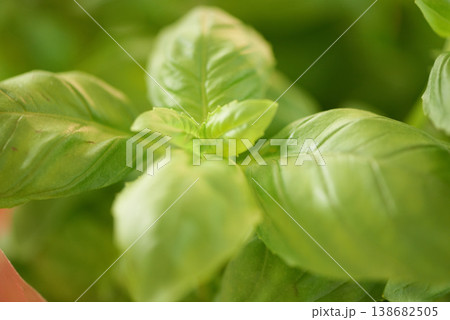 Green, leaves and closeup of plant, landscape and environment with nature background and Spring. Earth, growth and leaf with forest, ecology and sustainability, eco friendly and outdoor garden 138682505
