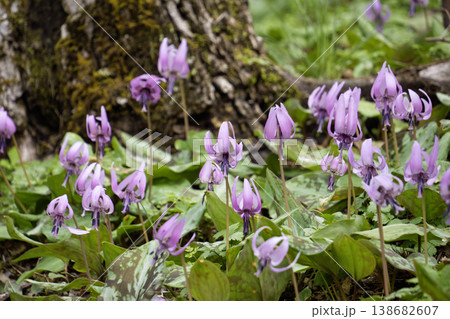 カタクリの花の群生・城山かたくりの里 138682607