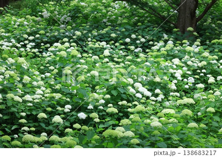 白い紫陽花 138683217