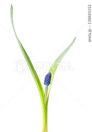Muscari flower isolated on white background. Grape Hyacinth. Clipping path. Muscari flower isolated on white background. Grape Hyacinth. Clipping path. 138683252