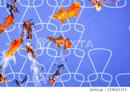 金魚【琉金・ランチュウなど】 金魚【琉金・ランチュウなど】 138683333