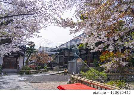 京都 墨染寺 桜 京都 墨染寺 桜 138683436