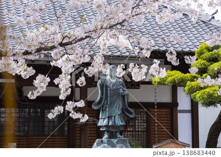京都 墨染寺 桜 京都 墨染寺 桜 138683440
