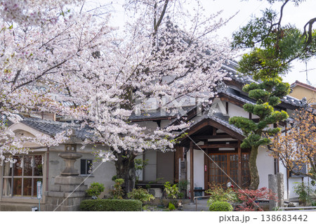 京都 墨染寺 桜 京都 墨染寺 桜 138683442
