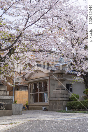 京都　墨染寺　桜 138683446