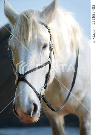 White horse, portrait and closeup outdoor or riding strap, equestrian or farm ranch animal. Stallion, pet face and hobby sport outside stable, countryside nature or agriculture mare, majestic or race 138683482