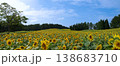 高原を彩るひまわりと夏の空 138683710
