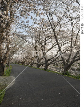 満開間近!桜のトンネルが彩る春の散歩道 満開間近!桜のトンネルが彩る春の散歩道 138684310