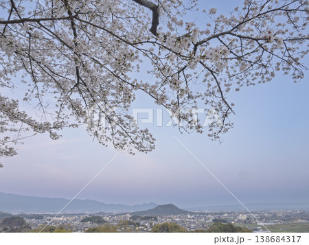いにしえの都、朝焼けに映える桜 いにしえの都、朝焼けに映える桜 138684317