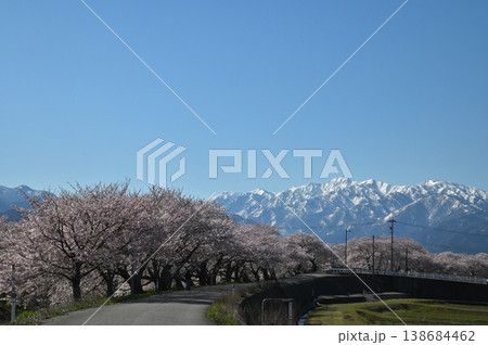 満開の桜並木と北アルプス 138684462