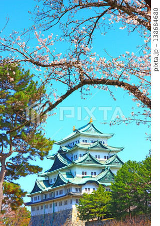 愛知県名古屋市、満開間近の桜と名古屋城の風景 愛知県名古屋市、満開間近の桜と名古屋城の風景 138684680