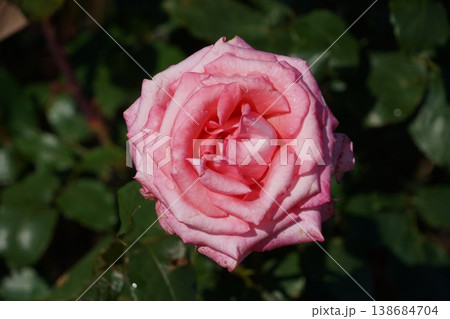 長野県坂城町のさかき千曲川バラ公園は山々に囲まれた千曲川のほとりに素晴らしいバラ公園があります。 138684704