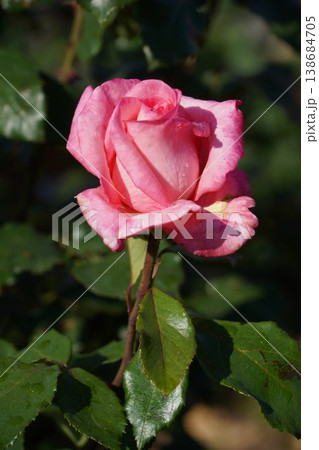 長野県坂城町のさかき千曲川バラ公園は山々に囲まれた千曲川のほとりに素晴らしいバラ公園があります。 138684705