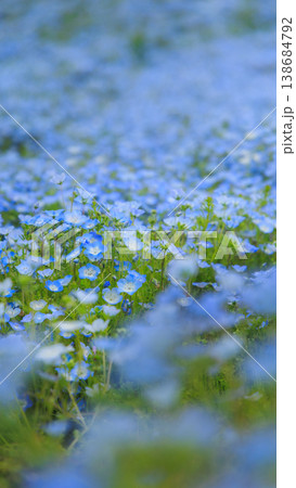 ひたち海浜公園（茨城県ひたちなか市）のネモフィラ 138684792