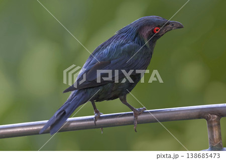 Male Asian Glossy Starling, Aplonis panayensis, perched on a rail Male Asian Glossy Starling, Aplonis panayensis, perched on a rail 138685473