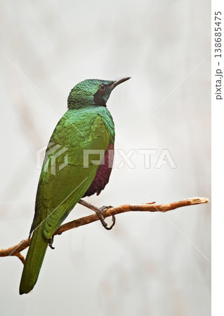 Vertical of a male Emerald Starling, Lamprotornis iris, perched Vertical of a male Emerald Starling, Lamprotornis iris, perched 138685475