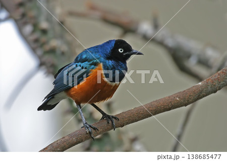 Superb Starling, Aplonis magna, perched in a tree 138685477