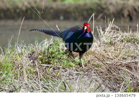 キジ pheasant / Japan 138685479
