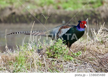 キジ pheasant / Japan キジ pheasant / Japan 138685480