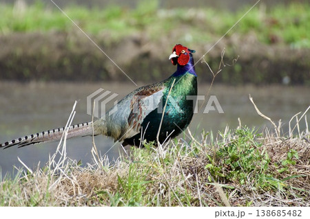 キジ pheasant / Japan キジ pheasant / Japan 138685482