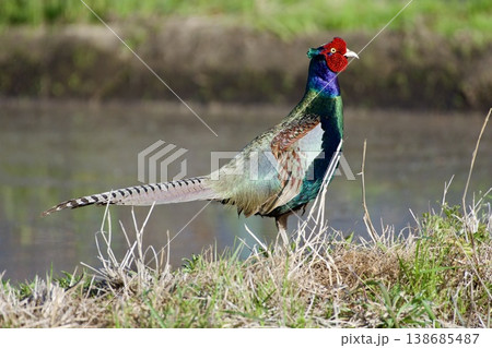 キジ pheasant / Japan キジ pheasant / Japan 138685487