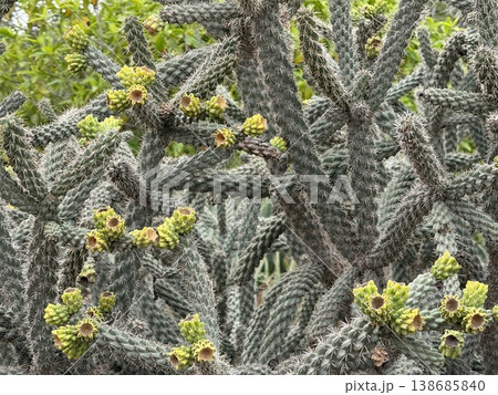 Cactus garden with spiky branches and yellow flowers in natural outdoor setting Cactus garden with spiky branches and yellow flowers in natural outdoor setting 138685840