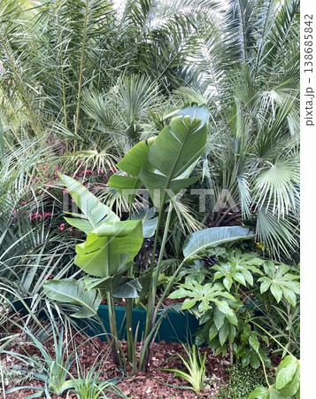 Lush tropical foliage with various green palm and banana leaves, suitable as natural background Lush tropical foliage with various green palm and banana leaves, suitable as natural background 138685842