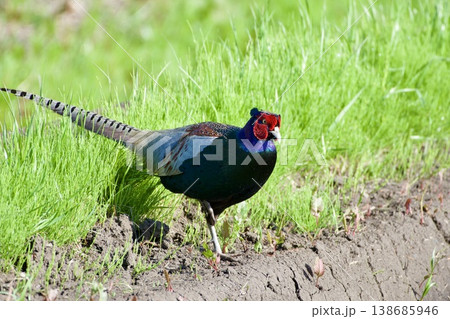 キジ pheasant / Japan キジ pheasant / Japan 138685946