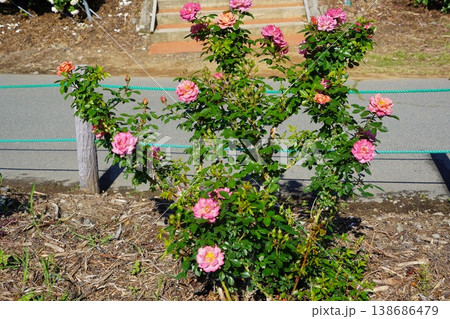 長野県坂城町のさかき千曲川バラ公園は山々に囲まれた千曲川のほとりに素晴らしいバラ公園があります。 138686479