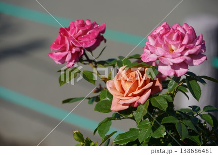 長野県坂城町のさかき千曲川バラ公園は山々に囲まれた千曲川のほとりに素晴らしいバラ公園があります。 138686481