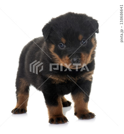 young puppy rottweiler 138686641