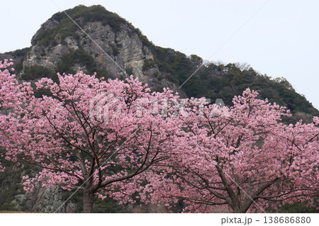 城山と城山桜 カワヅザクラ 静岡県 城山と城山桜 カワヅザクラ 静岡県 138686880