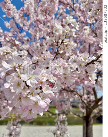 青空に映える満開の桜〈乙川河川緑地/愛知県岡崎市〉 青空に映える満開の桜〈乙川河川緑地/愛知県岡崎市〉 138687532