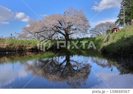 福岡県久留米市「浅井の一本桜」 138688567
