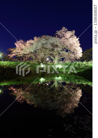 福岡県久留米市「浅井の一本桜のライトアップ」 福岡県久留米市「浅井の一本桜のライトアップ」 138688687