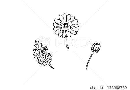 カモミール手描きボタニカルイラストセット モノクロ線画 138688780