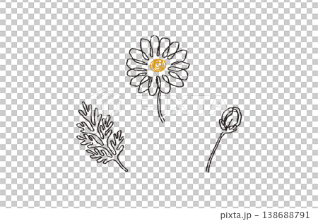洋甘菊黑色線條畫 x 黃色中心植物插圖套裝 138688791