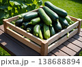 Fresh Zucchini in Wooden Harvest Crate 138688894