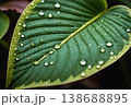 Macro Green Leaf with Clear Water Droplets 138688895