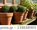 Potted Herbs and Boxwood in Terracotta Pots 138688905