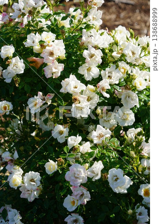 長野県坂城町のさかき千曲川バラ公園は山々に囲まれた千曲川のほとりに素晴らしいバラ公園があります。 138688999