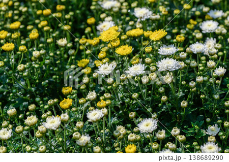 Yellow and White Chrysanthemum Flowers Blooming in Garden Natural Background 138689290
