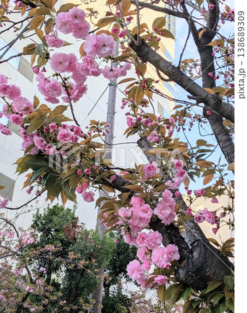 神社の境内に咲く八重桜 138689309