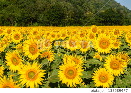 Sunflower Field in Full Bloom with Mountain Background. Summer Nature Landscape 138689477