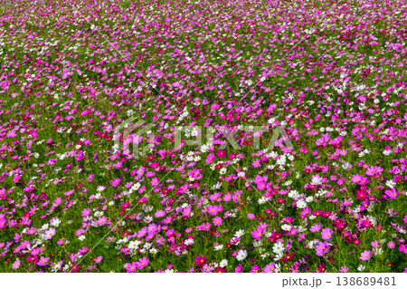Pink and White Cosmos Flower Field. Colorful Spring Floral Background 138689481