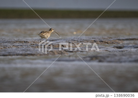 Curlew foraging on mudflats by coast Curlew foraging on mudflats by coast 138690036