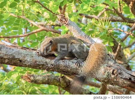 Red squirrel, sciurus vulgaris, walking on a tree branch, Phuket, Thailnad 138690464
