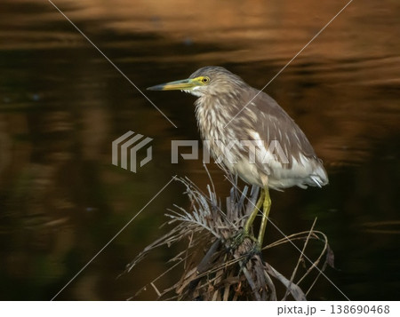 Indian Pond Heron bird, Ardeola grayii, Phuket, Thailand Indian Pond Heron bird, Ardeola grayii, Phuket, Thailand 138690468
